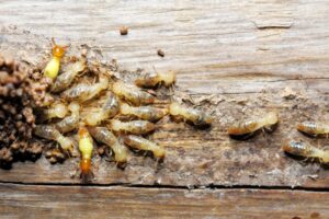 termite risk