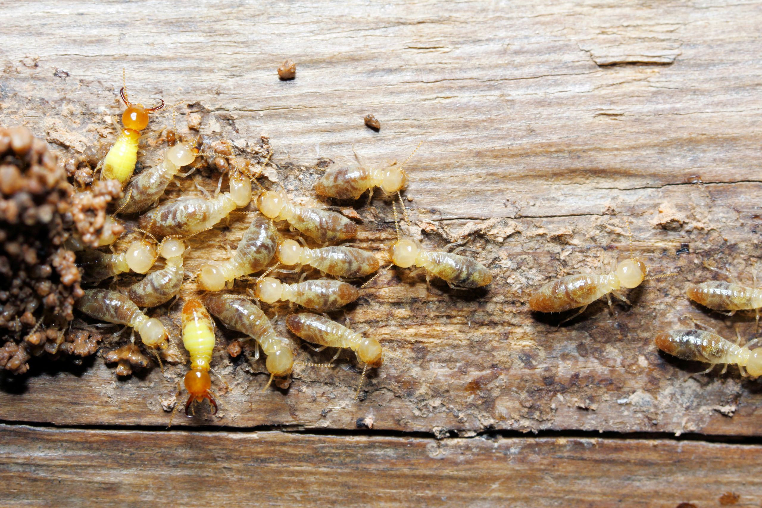 termite risk
